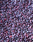 Rancho Gordo Domingo Rojo Bean
