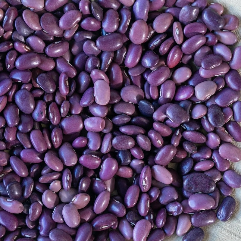 Rancho Gordo Ayocote Morado Bean