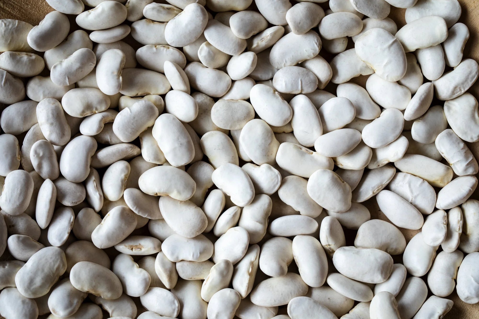 Rancho Gordo California Corona Bean